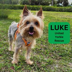 United yorkie rescue near sales me